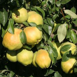 deveci armut