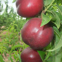 garminata-nektarin-5