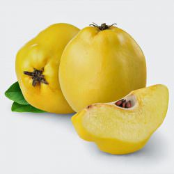 limon ayva fidanı