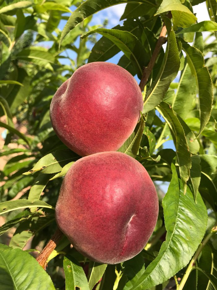 pompadour şeftali çeşidi
